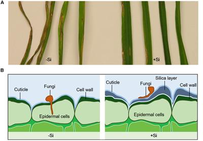 Role of Silicon on Plant–Pathogen Interactions